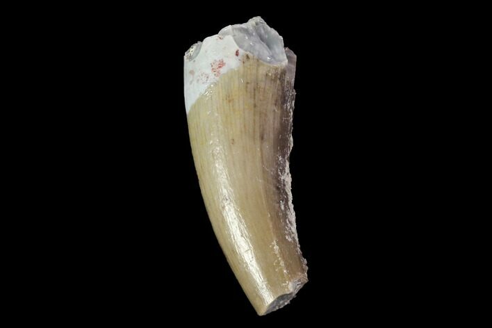 Fossil Phytosaur Tooth - Arizona #88606